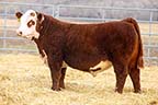 Churchill Laredo 3146L ET