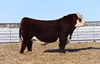 DaKitch 123F Moonshine 144L