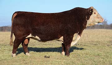 NJB 3060 Gaucho 829