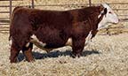 NJW 202C2912 Ranchware 147M ET