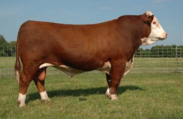 DJB CMR Callaway 11N
